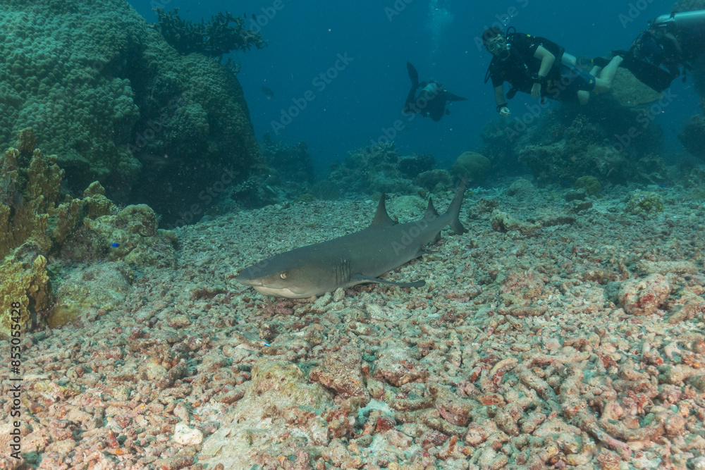 Fototapeta premium Thresher Shark swimming at the Tubbataha Reefs Philippines
