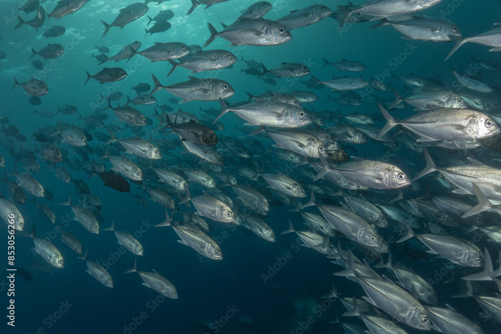 Fish swim at the Tubbataha Reefs national park Philippines
Fish swim at the Tubbataha Reefs national park Philippines