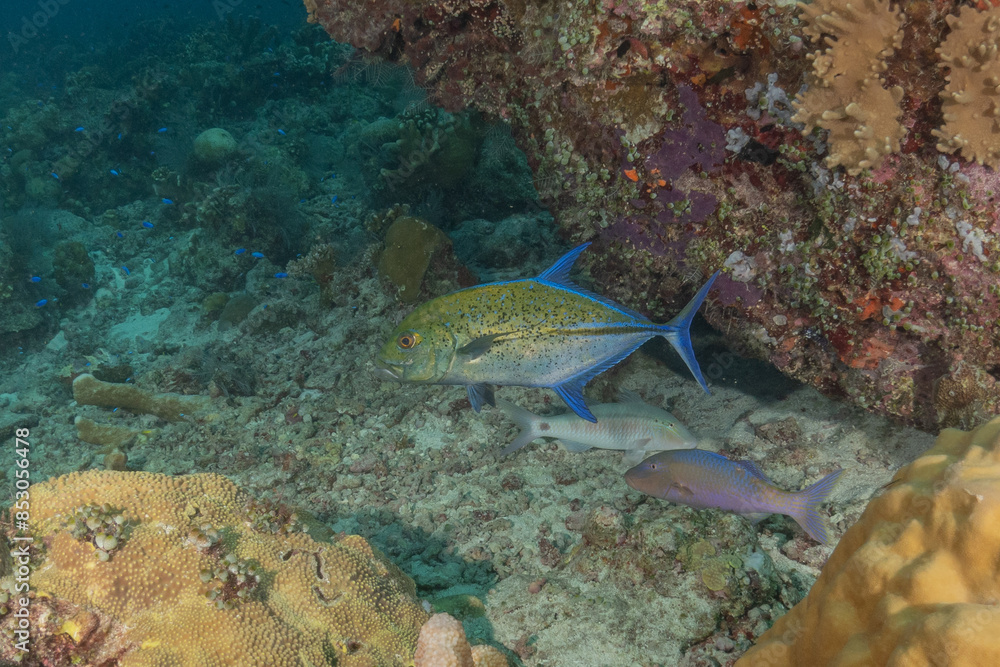 Fototapeta premium Fish swim at the Tubbataha Reefs national park Philippines