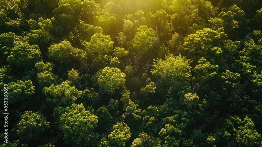 In a sunlit green tree forest the concept of natural carbon capture and carbon credits comes to life through sustainable forest management practices where trees play a vital role in absorbi In a sunlit green tree forest the concept of natural carbon capture and carbon credits comes to life through sustainable forest management practices where trees play a vital role in absorbi