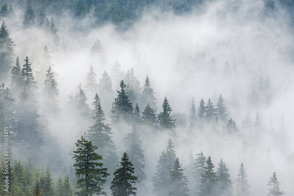 Fototapeta premium Misty forest. Spruce trees rise above low clouds in mountains. Natural background and atmospheric weather conditions with fog