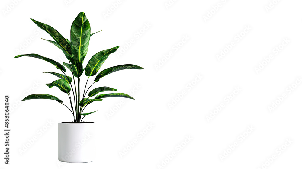 Green plant in a pot on a transparent background Green plant in a pot on a transparent background