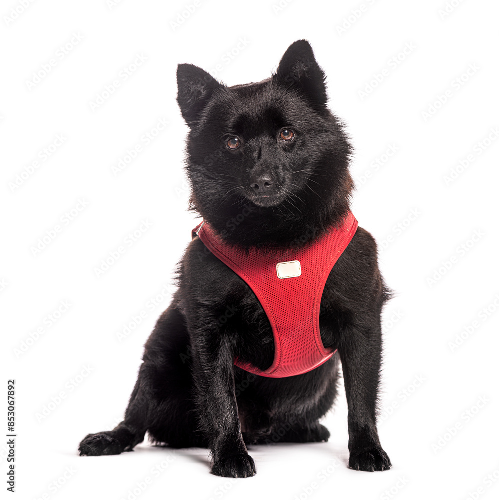 Obraz premium Schipperke dog sitting and wearing a red harness