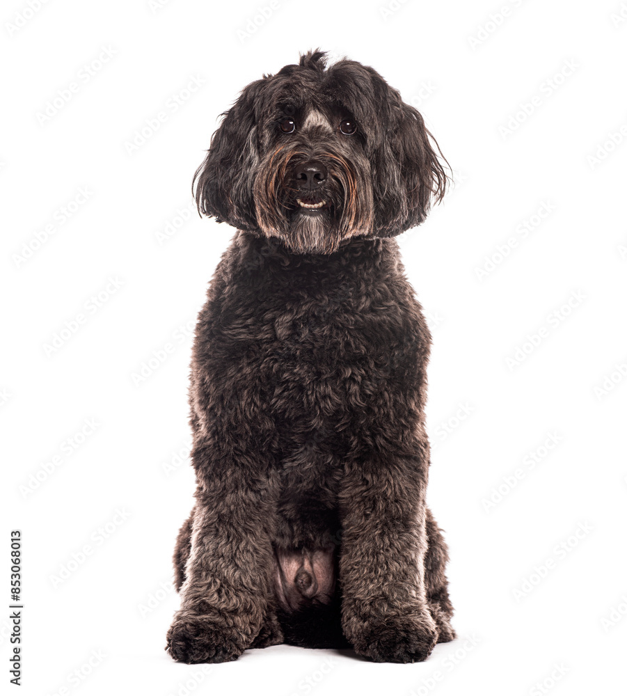 Adorable black Labradoodle dog sitting and looking at camera Adorable black Labradoodle dog sitting and looking at camera