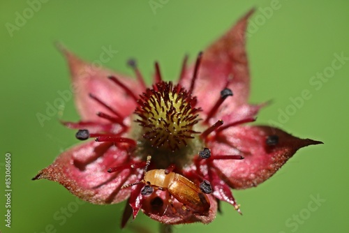 Schimmelkäfer (Antherophagus nigricornis) in der Blüte des Sumpf-Blutauges (Potentilla palustris) photo