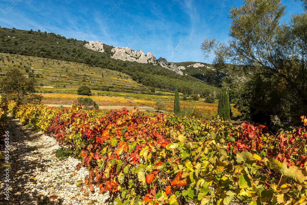 Les Dentelles de Montmirail à l' automne au milieu des vignes , dans le Vaucluse , France Les Dentelles de Montmirail à l' automne au milieu des vignes , dans le Vaucluse , France