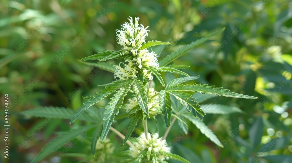 Marijuana plant displaying white Flowers in early Bloom Marijuana plant displaying white Flowers in early Bloom