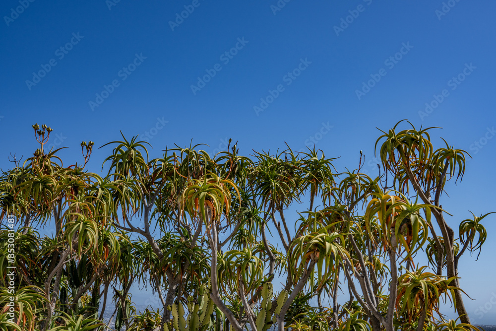 Aloidendron barberae, formerly Aloe bainesii and Aloe barberae, also known as the tree aloe, Getty Center, Los Angeles, California Aloidendron barberae, formerly Aloe bainesii and Aloe barberae, also known as the tree aloe, Getty Center, Los Angeles, California