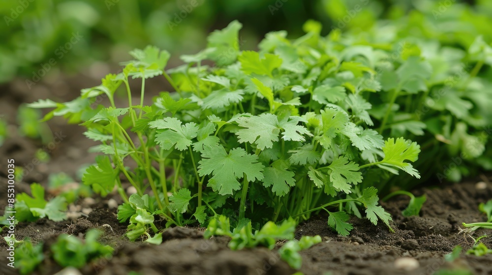 Growing Cilantro in the Vegetable Garden Growing Cilantro in the Vegetable Garden