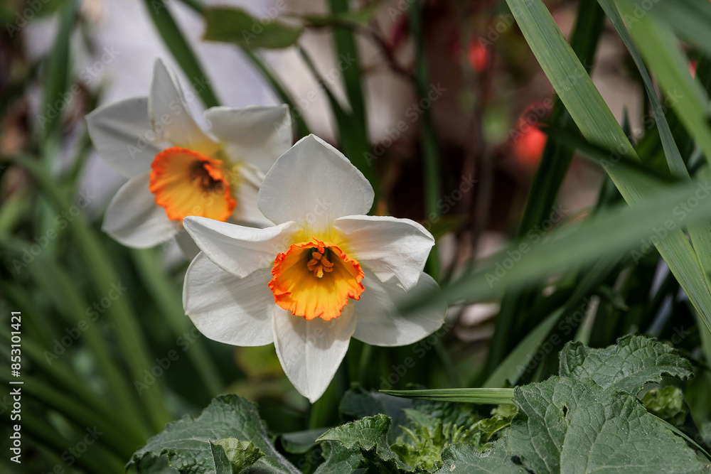 Obraz premium Narcissus flowers in the garden against a background of green foliage. White and yellow daffodils in the park. Photos of white and yellow large cup-shaped narcissus flowers.