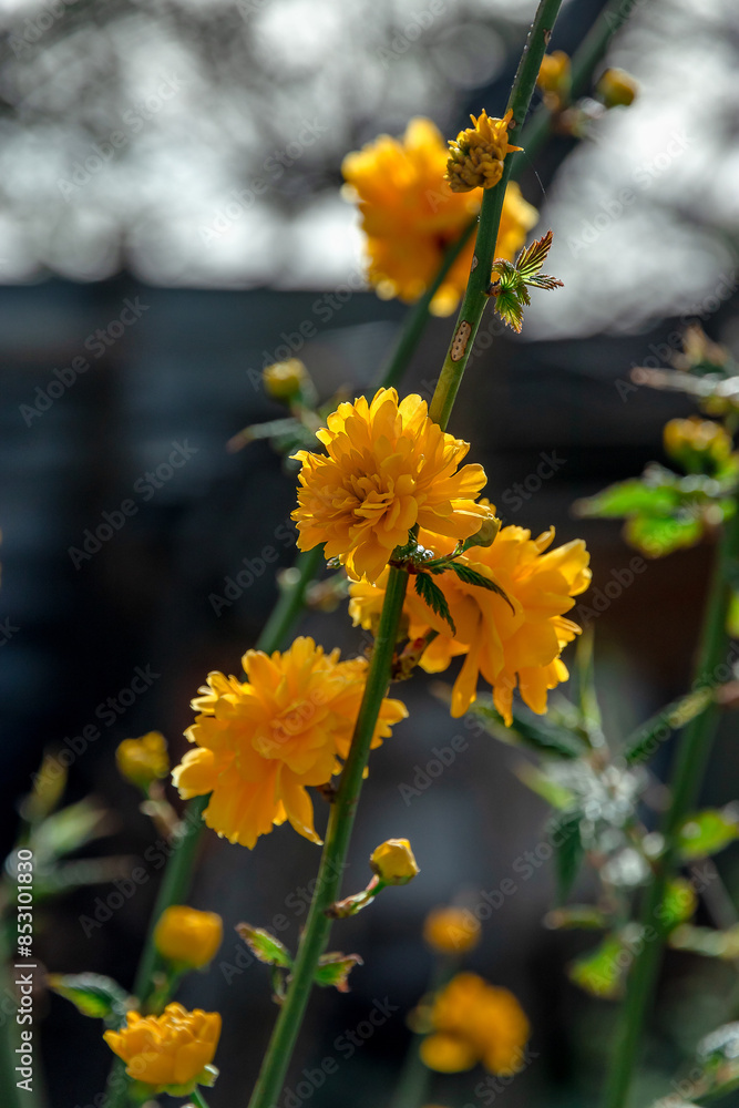 A compact deciduous shrub with thin shoots. Kerry is Japanese. The flowers are bright yellow, terry, resemble buttercups or small roses. Kerry is Japanese. Floral background, garden flowers. A compact deciduous shrub with thin shoots. Kerry is Japanese. The flowers are bright yellow, terry, resemble buttercups or small roses. Kerry is Japanese. Floral background, garden flowers.