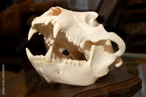The skull of a bear on a black background