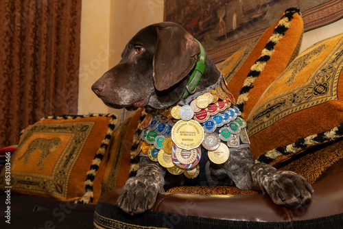 The award–winning German Kurtzhaar (German Shorthair cop) is a hunting dog breed. The elite of the breed is resting photo