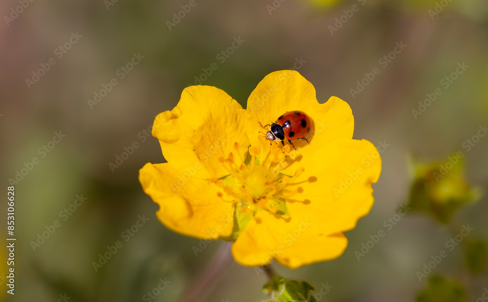 ladybug on yellow flower, turkey ladybug on yellow flower, turkey