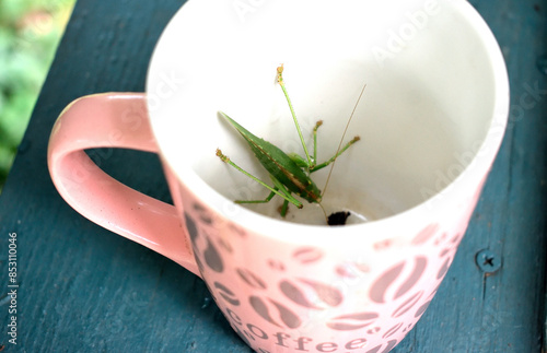 grasshopper in a cup after coffee, close-up