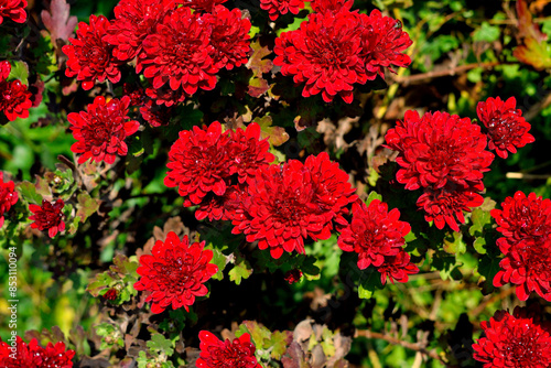 Late fall. Red chrysanthemums are blooming in the garden. As a background texture