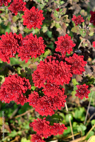 Late fall. Red chrysanthemums are blooming in the garden. As a background texture