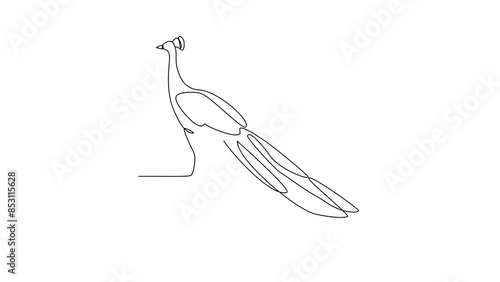 Animated self drawing of Peacock video design illustration. Poultry and bird animal themes in simple continuous line design concept. Poultry refer to domesticated birds raised for their meat, eggs.
