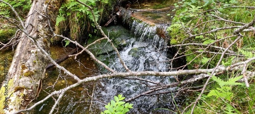 Small clean water stream in dense forest with small waterfall