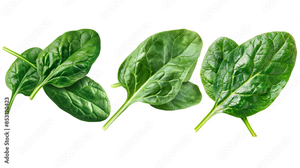 Close-up of three fresh, vibrant spinach leaves isolated on a white background, Cut-out Close-up of three fresh, vibrant spinach leaves isolated on a white background, Cut-out