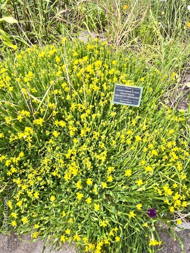 a lawn with a yellow creeping Alpine plant. Blooming Genista sagittalis in the summer garden. Floral wallpaper.rocky garden photo