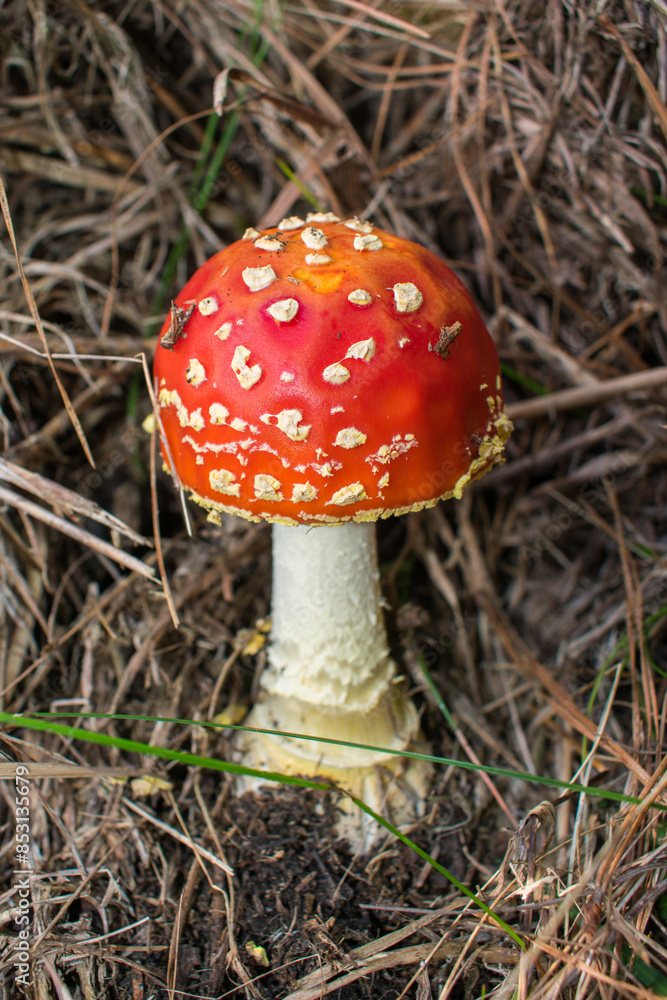 Young Amanita muscaria (Fly agaric) mushroom in Sao Francisco de Paula, South of Brazil Young Amanita muscaria (Fly agaric) mushroom in Sao Francisco de Paula, South of Brazil