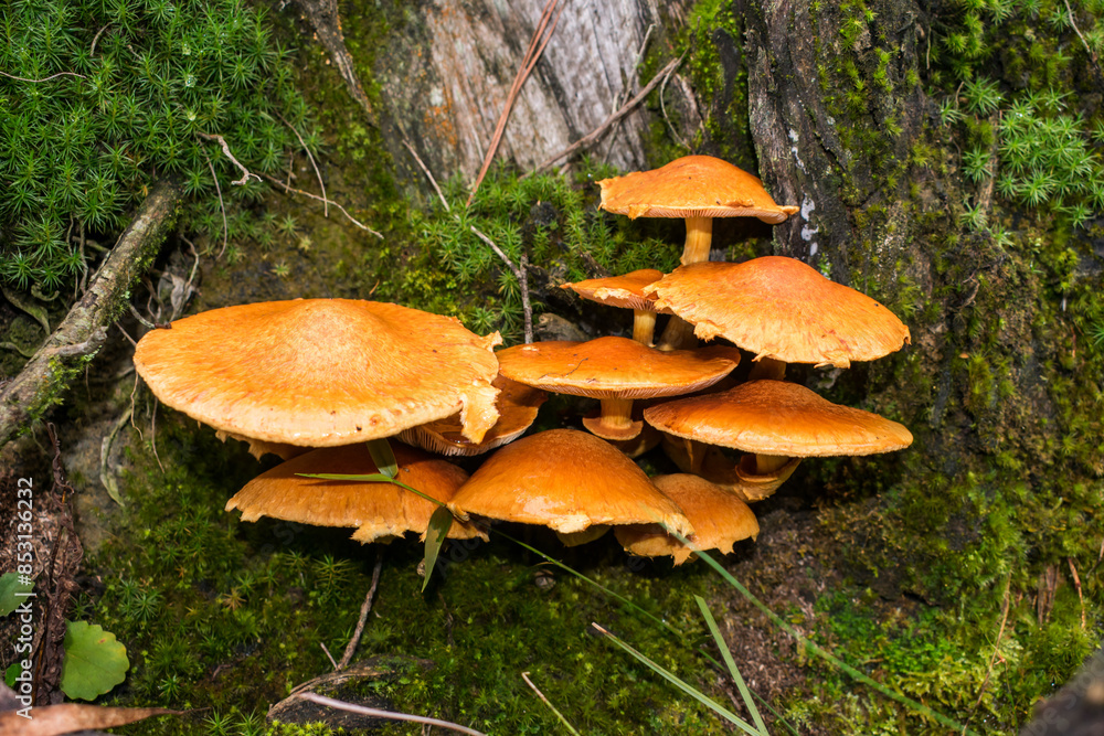 Gymnopilus junonius (Laughing gym) mushrooms in Sao Francisco de Paula, South of Brazil