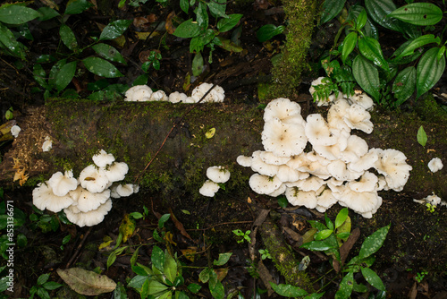 Pleurotus albidus, wild edible mushroom in Sao Francisco de Paula, South of Brazil photo