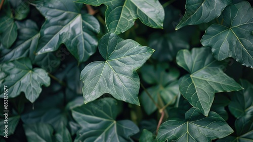 Leaves in a verdant hue on the plant