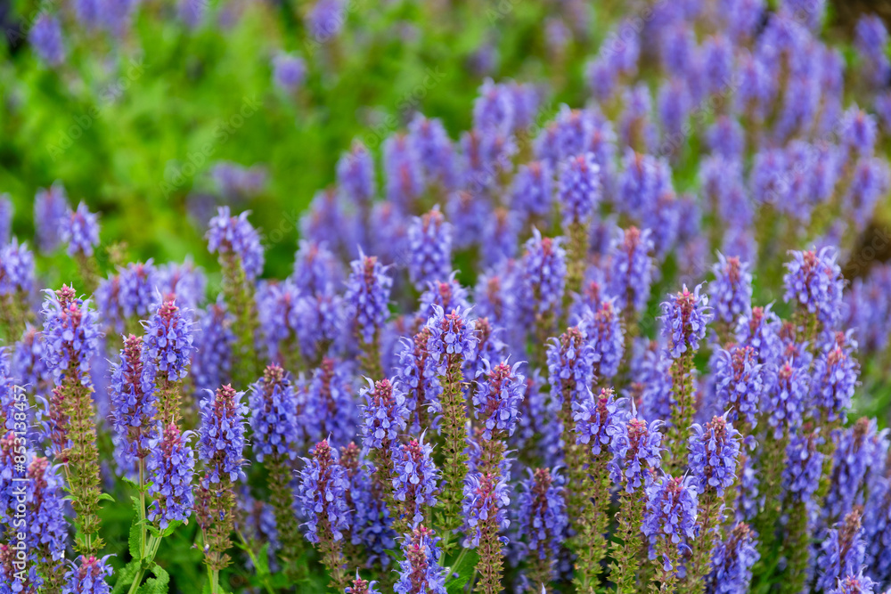 Blooming purple sage in summer garden
Blooming purple sage in summer garden