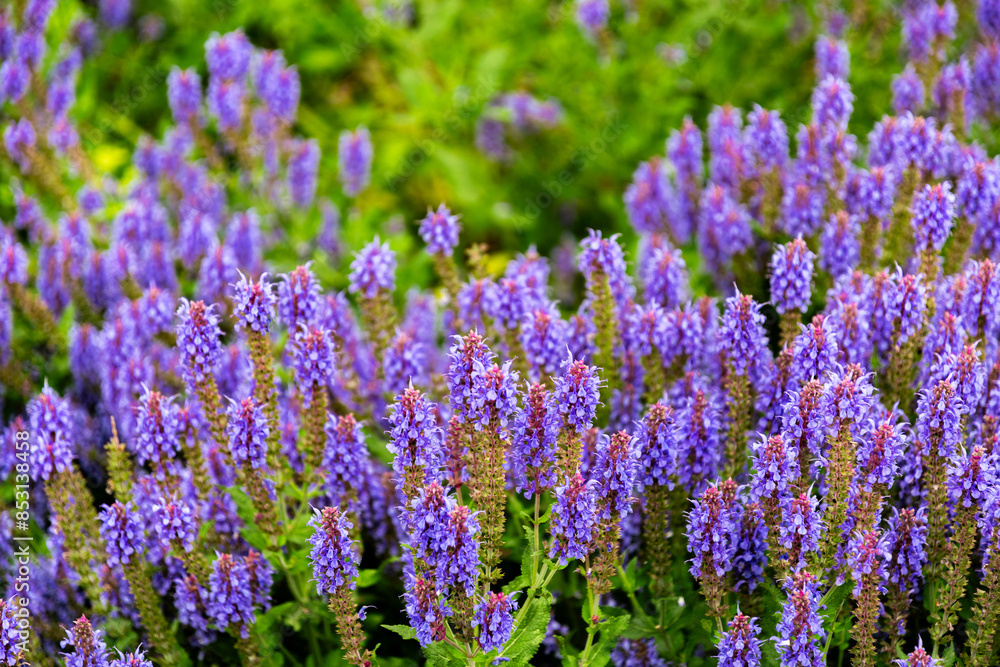 Naklejka premium Blooming purple sage in summer garden 