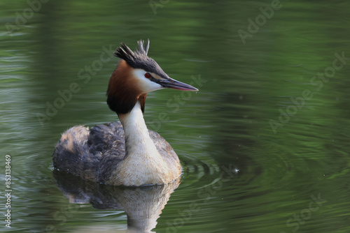 great crested grebe, mating season, crested grebe in splendid plumage, green water