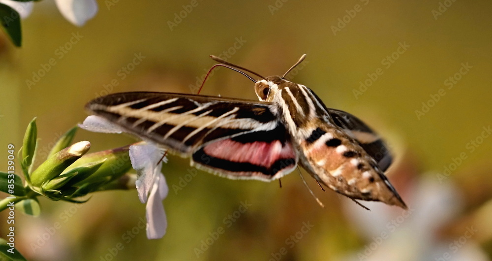 White-lined sphinx (Hyles lineata) sometimes known as a White-lined sphinx (Hyles lineata) sometimes known as a