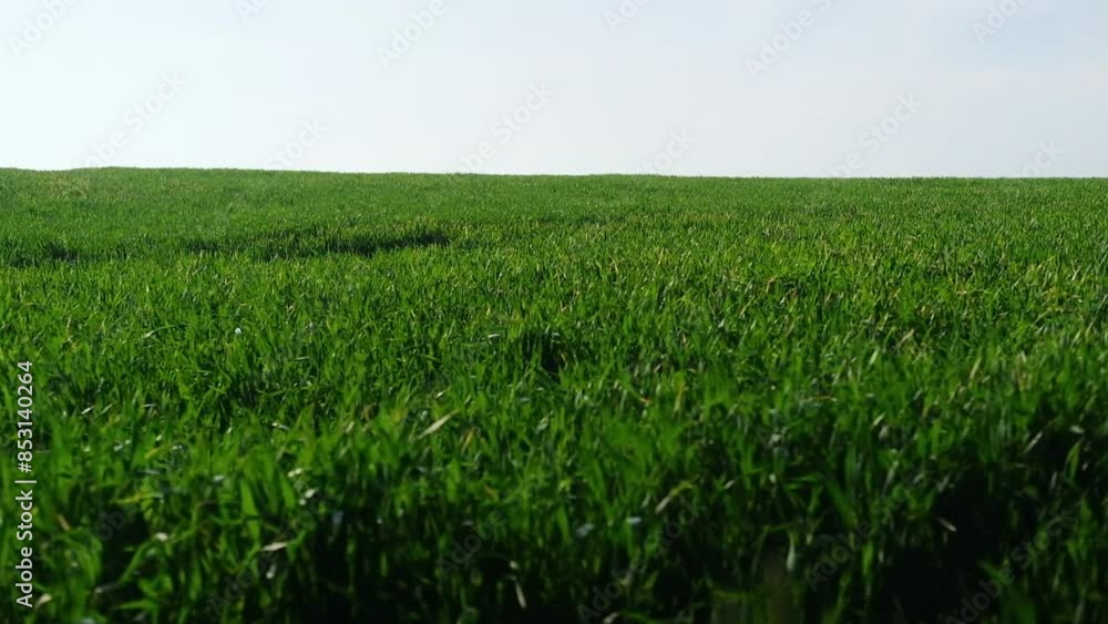 A peaceful scene of a vast field of green grass, bathed in the warm light of the afternoon sun A peaceful scene of a vast field of green grass, bathed in the warm light of the afternoon sun