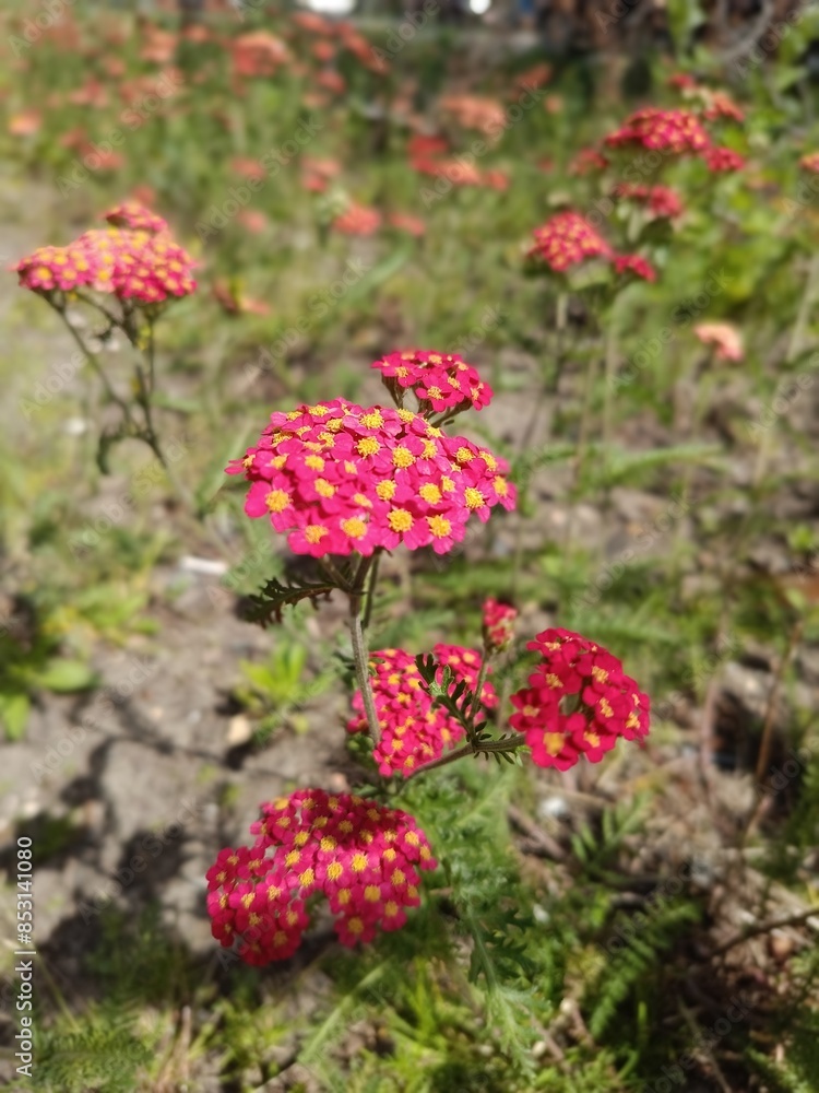 red and yellow flowers