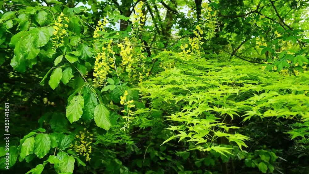 Lush green leaves and vibrant yellow blossoms create a serene and beautiful scene in this springtime forest Lush green leaves and vibrant yellow blossoms create a serene and beautiful scene in this springtime forest
