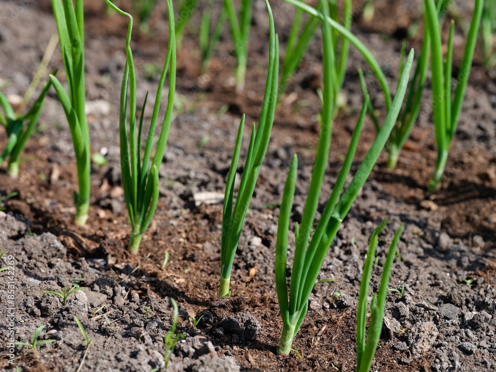 Green onions growing on garden beds. Green onions growing on garden beds.