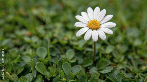 Field of White Daisies in Grass