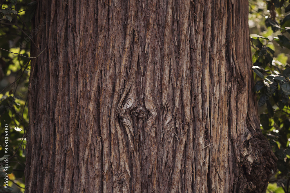 Obraz premium Bark of tree. Natural bark texture background material. For Design. Old Wood Tree Background Pattern. dry tree bark close up.