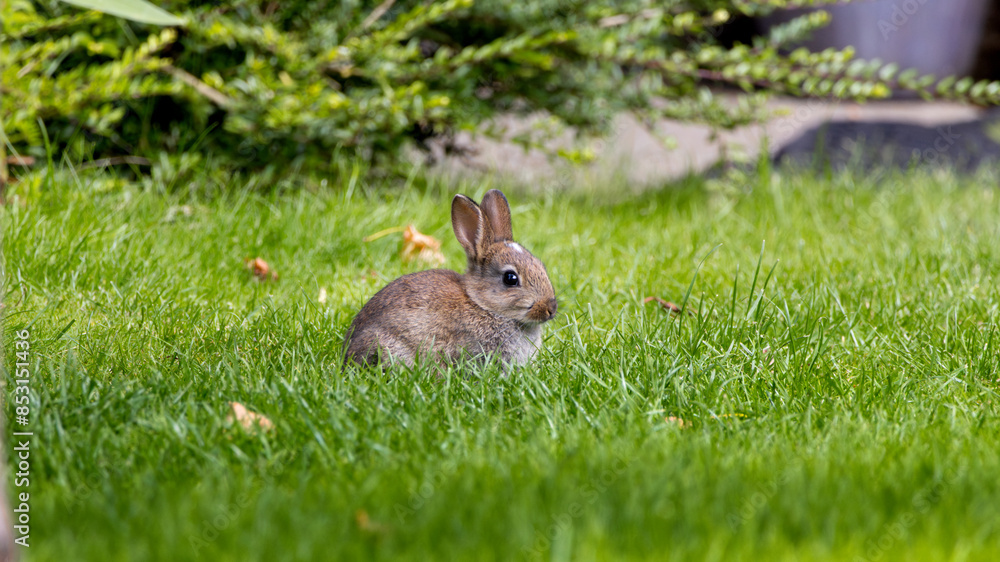 Fototapeta premium Cute fluffy rabbit on green grass outdoors.