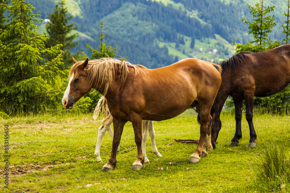 a herd of horses grazing in a glade a herd of horses grazing in a glade
