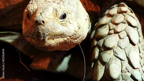 Aldabra giant tortoise (Aldabrachelys gigantea), from the islands of the Aldabra Atoll in the Seychelles, is one of the largest tortoises in the world. photo