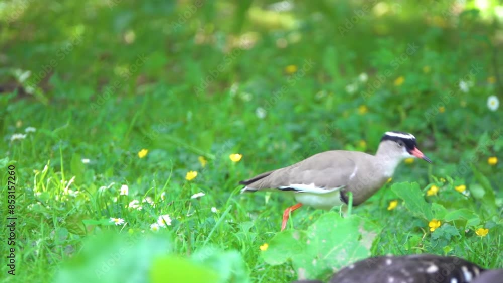 Crowned lapwing (Vanellus coronatus), or crowned plover, is bird of lapwing subfamily that occurs contiguously from Red Sea coast of Somalia to southern and southwestern Africa. Crowned lapwing (Vanellus coronatus), or crowned plover, is bird of lapwing subfamily that occurs contiguously from Red Sea coast of Somalia to southern and southwestern Africa.
