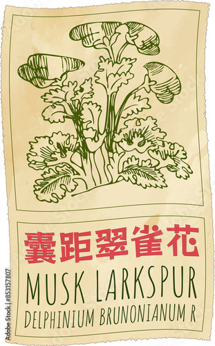 Drawing MUSK LARKSPUR in Chinese. Hand drawn illustration. The Latin name is DELPHINIUM BRUNONIANUM R. photo