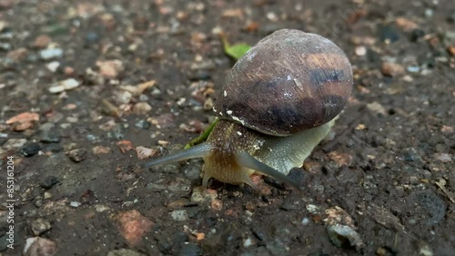 Close-up of a garden snail or garden slug gracefully gliding along the asphalt. Garden slug. Cornu aspersum. Cryptomphalus aspersus. photo