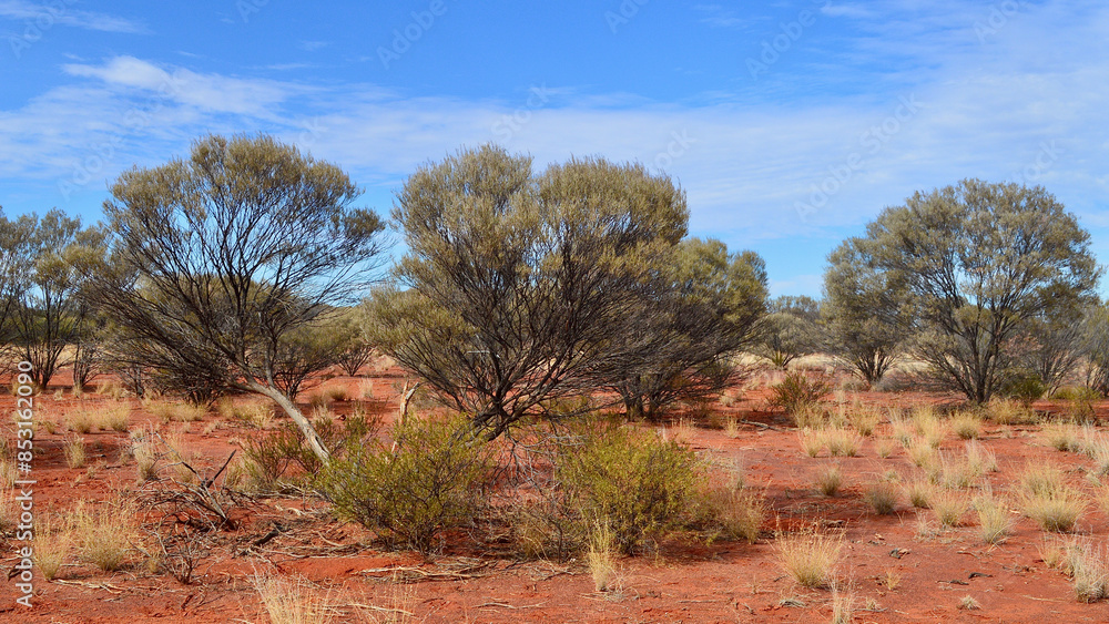 Fototapeta premium A view of red earth countryside in South Australia.