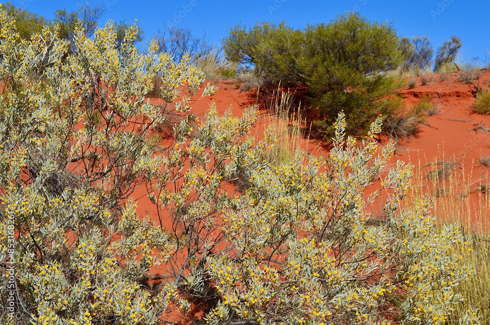 A view of the colors of the desert in the afternoon sunlight. A view of the colors of the desert in the afternoon sunlight.