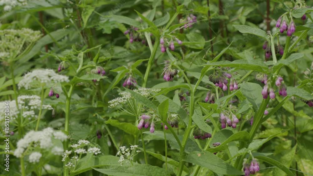 lush summer meadow with herbs and insects lush summer meadow with herbs and insects