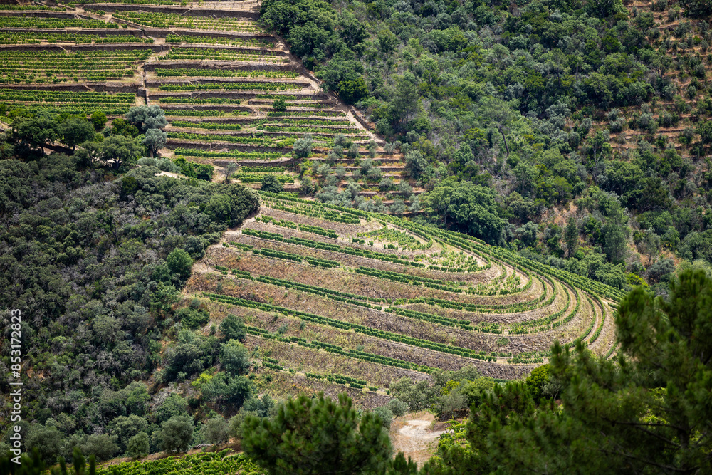 View of the terraced vineyards in the Douro Valley and river near the village of Pinhao, Portugal. Concept for travel in Portugal and most beautiful places in Portugal View of the terraced vineyards in the Douro Valley and river near the village of Pinhao, Portugal. Concept for travel in Portugal and most beautiful places in Portugal