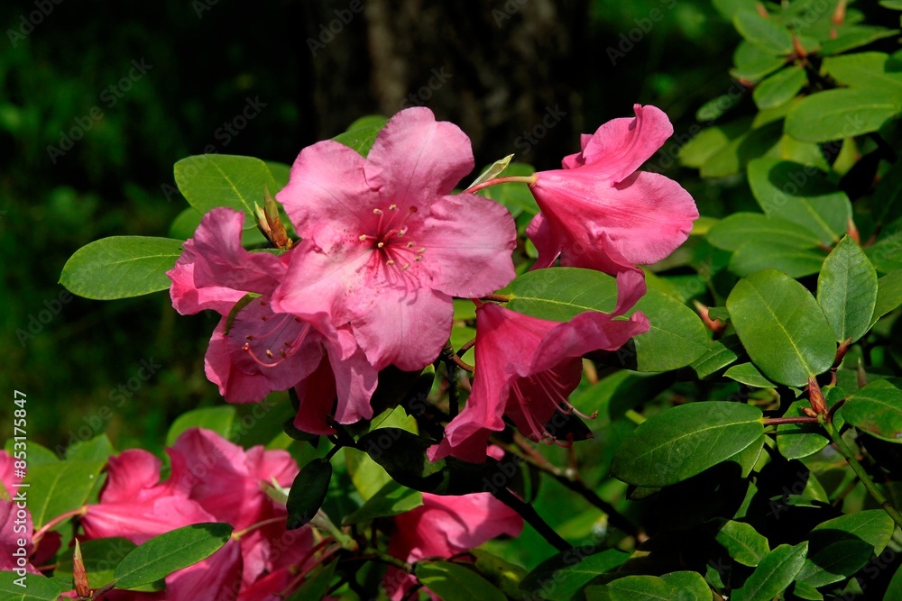 colorful flowers of azalea bush at spring colorful flowers of azalea bush at spring